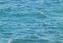 Λύθηκε το μυστήριο με αυτό το πτώμα στη θάλασσα – Συγκλονισμένη η Χαρούλα Αλεξίου (ΦΩΤΟ)