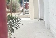 Αρουραίος κόβει βόλτες στο 6ο Δημοτικό Σχολείο Χαλανδρίου! (ΦΩΤΟ)