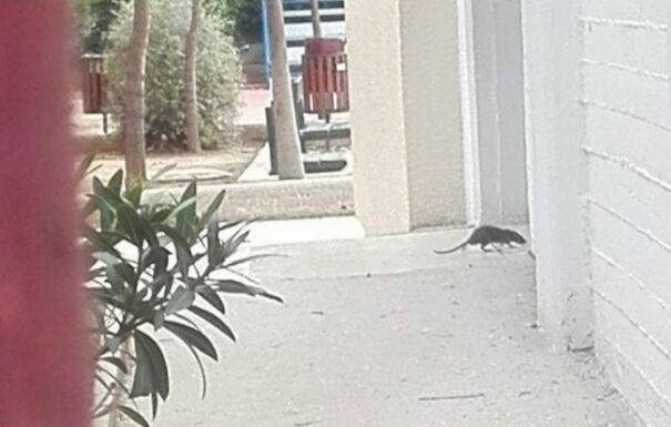 Αρουραίος κόβει βόλτες στο 6ο Δημοτικό Σχολείο Χαλανδρίου! (ΦΩΤΟ)