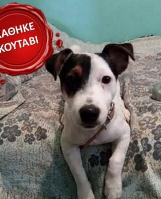 ΕΚΚΛΗΣΗ ΓΙΑ ΒΟΗΘΕΙΑ! Χάθηκε κουτάβι στη Νίκαια