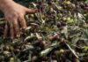 ΠΡΟΣΟΧΗ: Ο ΕΦΕΤ προχώρησε στην ανάκληση «εξαιρετικά παρθένου ελαιόλαδου»