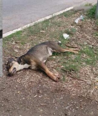 ΠΑΤΡΑ: Συνελήφθη παπάς που πυροβόλησε και σκότωσε 2 σκυλιά μπροστά στα μάτια παιδιών