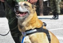 Αυτή η υπέροχη σκυλίτσα βραβεύτηκε από τον Στρατό Ξηράς για την προσφορά της (ΦΩΤΟ)