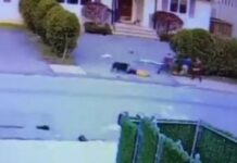 Η σοκαριστική στιγμή κατά την οποία ένα πιτ μπουλ επιτίθεται σε αγοράκι μόλις 3 ετών
