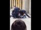 ΜΑΚΕΛΕΙΟ στη Σουηδία: Φορτηγό έπεσε σε κόσμο