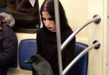 ΕΓΙΝΕ VIRAL: Γυναίκα μπαίνει στο μετρό μαζί με το κοράκι της -Καθόταν στο πόδι της, χωρίς κλουβί (ΦΩΤΟΓΡΑΦΙΑ)