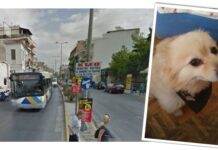 SOS: Χάθηκε λευκό σπιτζ στην Παλιά Κοκκινιά!
