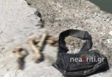 ΘΡΙΛΕΡ ΣΤΗΝ ΚΡΗΤΗ! Δεν ανήκουν όλα τα οστά που βρέθηκαν στον Μάνο Βρυθιά