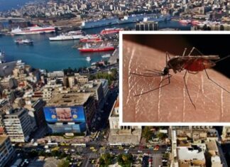 Ανεξέλεγκτη η κατάσταση με τα κουνούπια στον Πειραιά!