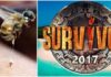 Survivor Απίστευτο: Δείτε Ποιον παίχτη τσίμπησε σφήκα στα γεννητικά όργανα και όλοι έτρεχαν για να διώξουν τις Κάμερες για να μην…! (ΒΙΝΤΕΟ)