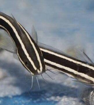 Συναγερμός: Το δηλητηριώδες Plotosus lineatus φτάνει στο Αιγαίο!
