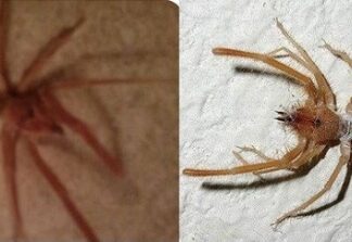Αράχνη – Δολοφόνος στην Ελλάδα – Άμεσος κίνδυνος για τους πολίτες