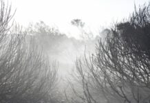 Υπό έλεγχο η φωτιά στα Καλύβια – Αεροπλάνα και ελικόπτερα έσωσαν την κατάσταση
