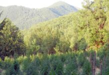 Κρήτη: Παπάς με… φούντες! Βρέθηκαν δενδρύλλια στο σπίτι του
