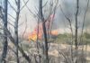 Συνέλαβαν 54χρονο για εμπρησμό στη Σαλαμίνα
