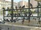 Έχεις αναρωτηθεί ποτέ γιατί δεν βλέπεις μωρά περιστέρια; Αν δεις, κάτι σοκαριστικό έχει συμβεί!