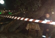 Πήλιο: Τρόμος στην Πορταριά από την κατάρρευση μεγάλου πλατάνου – Μια γυναίκα τραυματίας