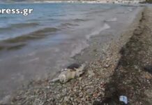 Nεκρή χελώνα καρέτα – καρέτα ξεβράστηκε στη Ναύπακτο