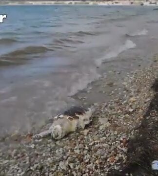 Nεκρή χελώνα καρέτα – καρέτα ξεβράστηκε στη Ναύπακτο