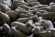 Αιτωλοακαρνανία: Κεραυνός «χτύπησε» στάνη – Πενήντα ζώα νεκρά.