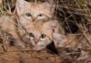 Η πρώτη επαφή επιστημόνων με την «γάτα της ερήμου» μετά από τέσσερα χρόνια