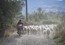 Ασύλληπτη τραγωδία στη Λέσβο – Ένας νεκρός, 5 τραυματίες σε τροχαίο με πρόβατα.