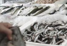 Το σποτ της κυβέρνησης για το κοινωνικό μέρισμα – Τα ψάρια, τα πούρα και… τα λεφτά για την τυρόπιτα