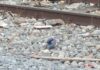 Θρήνος και οργή στη Λάρισα για τον 12χρονο που σκοτώθηκε από το τρένο
