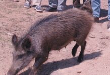 Φθιώτιδα: Το τραυματισμένο αγριογούρουνο δεν είχε πει την τελευταία του λέξη – Σοβαρός τραυματισμός κυνηγού.