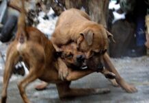 Πιτ μπουλ επιτέθηκαν σε ζευγάρι: Κατασπάραξαν τη γυναίκα, τα πυροβόλησε ο άντρας