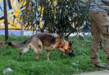 Κρήτη: Έβγαλε βόλτα το σκυλάκι του και βρέθηκε τραυματισμένος στο δρόμο