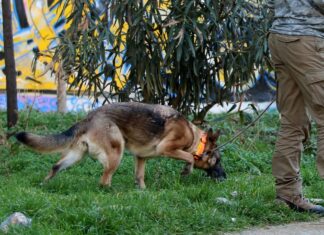 Κρήτη: Έβγαλε βόλτα το σκυλάκι του και βρέθηκε τραυματισμένος στο δρόμο