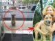 Αεροσυνοδός υιοθετεί αδέσποτο σκύλο που την περίμενε 6 μήνες στην άλλη άκρη του κόσμου