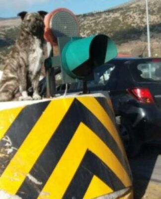 Κοζάνη: Αυτός είναι ο σκύλος… φύλακας των διοδίων στον Πολύμυλο – Η θέση που του αρέσει