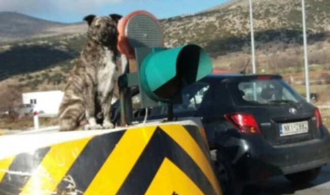Κοζάνη: Αυτός είναι ο σκύλος… φύλακας των διοδίων στον Πολύμυλο – Η θέση που του αρέσει