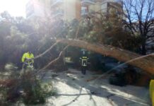 Λάρισα: Πτώση δέντρου στο πάρκινγκ του νοσοκομείου – Οι εικόνες που εκτυλίχθηκαν στο σημείο
