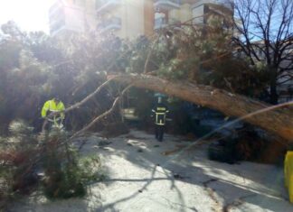 Λάρισα: Πτώση δέντρου στο πάρκινγκ του νοσοκομείου – Οι εικόνες που εκτυλίχθηκαν στο σημείο