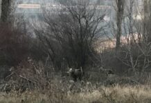 Επιχείρηση απομάκρυνσης για τα δύο αρκουδάκια που εντοπίστηκαν στην Καστοριά