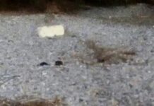 Κρήτη: Στα βότσαλα της παραλίας μια εικόνα που πάγωσε τους πάντες – Οι κινήσεις μετά το αρχικό σοκ