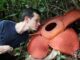 Rafflesia Arnoldii: Τι γίνεται όταν κανείς μυρίσει το σπάνιο λουλούδι