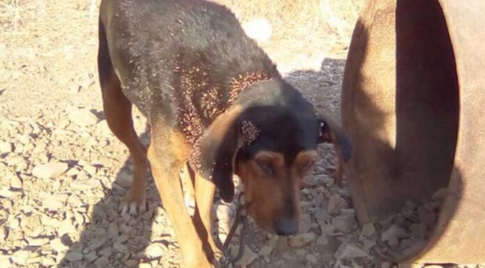 Κακοποιημένα ζώα είχαν υπεράσπιση σε δίκη, για πρώτη φορά στην Ελλάδα