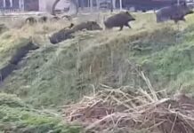 Διδυμότειχο: Αγριογούρουνα… βολτάρουν μέσα στην πόλη.