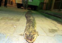 Γιγαντιαίο ερπετό πάνω από τρία μέτρα έχει σημάνει συναγερμό στην Τουρκία