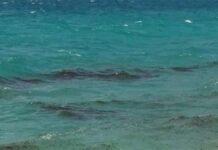 Επιστρέφει ο εφιάλτης με τις τσούχτρες στον Κορινθιακό – Κραυγή απόγνωσης από τους κατοίκους