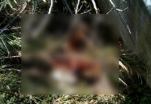 Αχαϊα: Νεκρά ελαφάκια λίγο πριν τη γέφυρα του Ρίου – Αποκρουστικές εικόνες στο σημείο