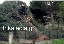 Ανεμοθύελλα σάρωσε τα Τρίκαλα: Ξεριζώθηκαν δέντρα, ξηλώθηκαν σκεπές