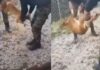Έχουν απολυθεί από τον στρατό οι βασανιστές του σκύλου και θα δικαστούν ως πολίτες