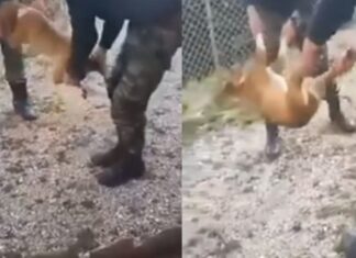 Έχουν απολυθεί από τον στρατό οι βασανιστές του σκύλου και θα δικαστούν ως πολίτες