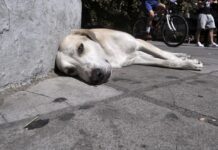 Αποσύρεται το νομοσχέδιο για τα ζώα συντροφιάς