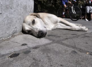 Αποσύρεται το νομοσχέδιο για τα ζώα συντροφιάς
